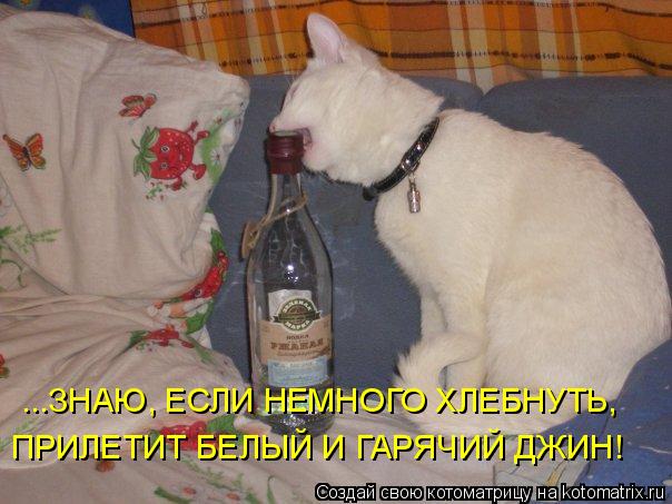 ...ЗНАЮ, ЕСЛИ НЕМНОГО ХЛЕБНУТЬ, ПРИЛЕТИТ БЕЛЫЙ И ГАРЯЧИЙ ДЖИН!... Котоматрица: ...ЗНАЮ, ЕСЛИ НЕМНОГО ХЛЕБНУТЬ, ПРИЛЕТИТ БЕЛЫЙ И ГАРЯЧИЙ ДЖИН!