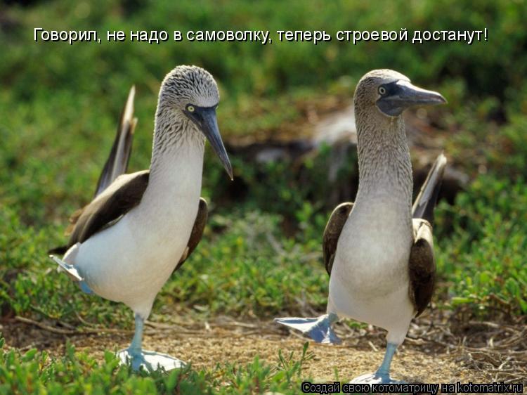 Говорил, не надо в самоволку, теперь строевой достанут!... Котоматрица: Говорил, не надо в самоволку, теперь строевой достанут!