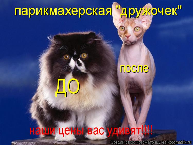 парикмахерская "дружочек" ДО после наши цены вас удивят!!!!... Котоматрица: парикмахерская "дружочек" ДО после наши цены вас удивят!!!!