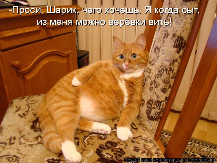 -Проси, Шарик, чего хочешь. Я когда сыт, из меня можно верёвки вить!... Котоматрица: -Проси, Шарик, чего хочешь. Я когда сыт, из меня можно верёвки вить!