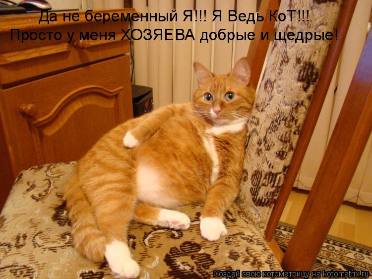 Да не беременный Я!!! Я Ведь КоТ!!! Просто у меня ХОЗЯЕВА добрые и щедрые!... Котоматрица: Да не беременный Я!!! Я Ведь КоТ!!! Просто у меня ХОЗЯЕВА добрые и щедрые!