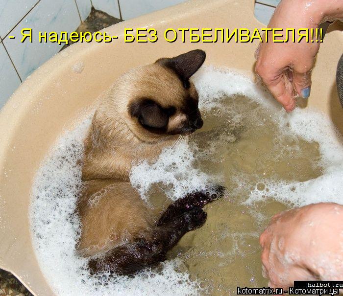- Я надеюсь- БЕЗ ОТБЕЛИВАТЕЛЯ!!!... Котоматрица: - Я надеюсь- БЕЗ ОТБЕЛИВАТЕЛЯ!!!