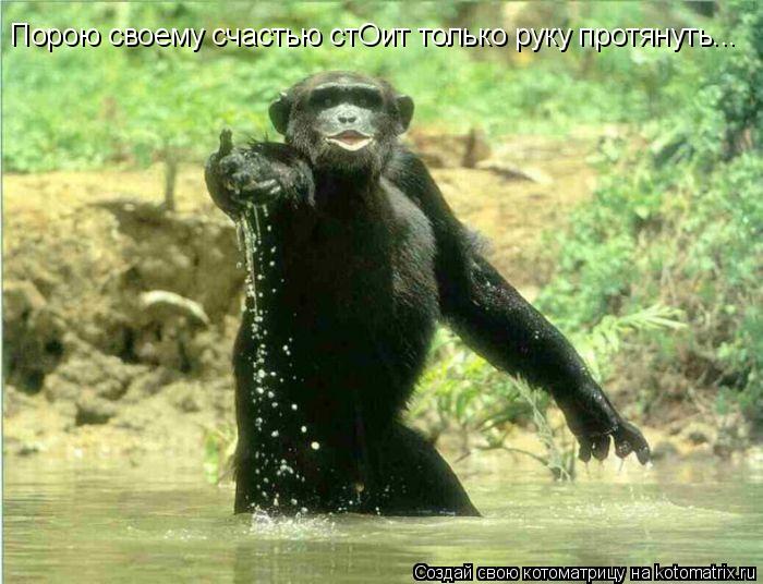 Котоматрица: Порою своему счастью стОит только руку протянуть...
