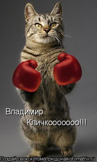 Котоматрица: Владимир Кличкооооооо!!!