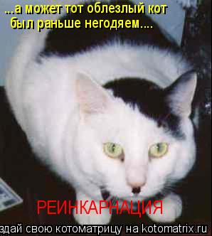 Котоматрица: РЕИНКАРНАЦИЯ ...а может тот облезлый кот  был раньше негодяем....