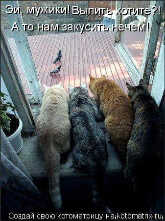 Котоматрица: Эй, мужики! Выпить хотите?! А то нам закусить нечем!