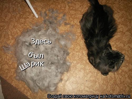Здесь б ыл Ша рик... Котоматрица: Здесь б ыл Ша рик