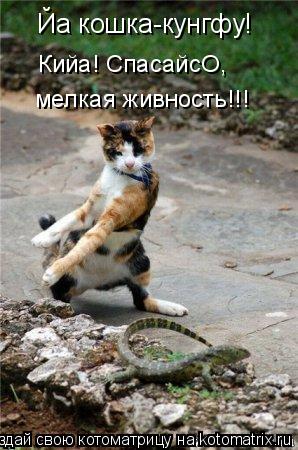 Йа кошка-кунгфу! Кийа! СпасайсО, мелкая живность!!!... Котоматрица: Йа кошка-кунгфу! Кийа! СпасайсО, мелкая живность!!!