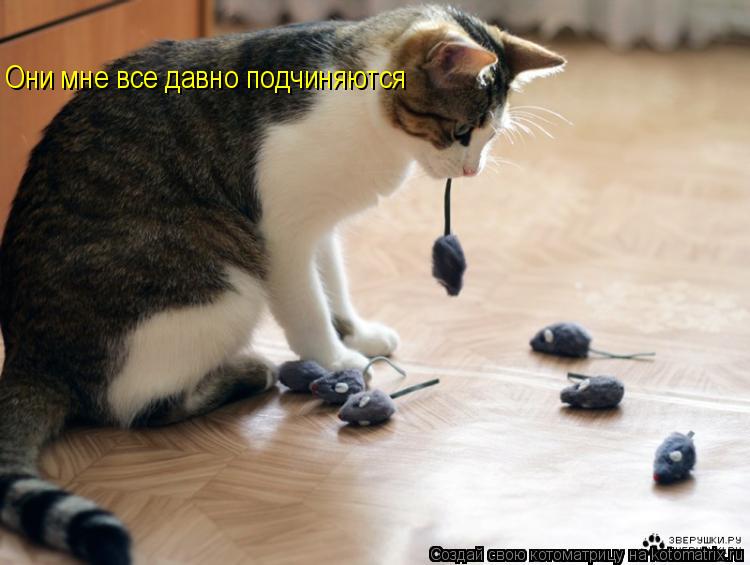 Они мне все давно подчиняются... Котоматрица: Они мне все давно подчиняются