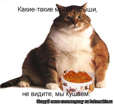 Какие-такие мыши, крыши, не видите, мы кушаем.... Котоматрица: Какие-такие мыши, крыши, не видите, мы кушаем.