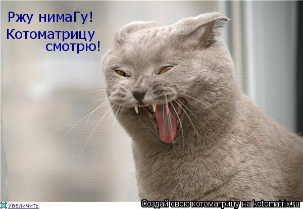 Ржу нимаГу! Котоматрицу смотрю!... Котоматрица: Ржу нимаГу! Котоматрицу смотрю!