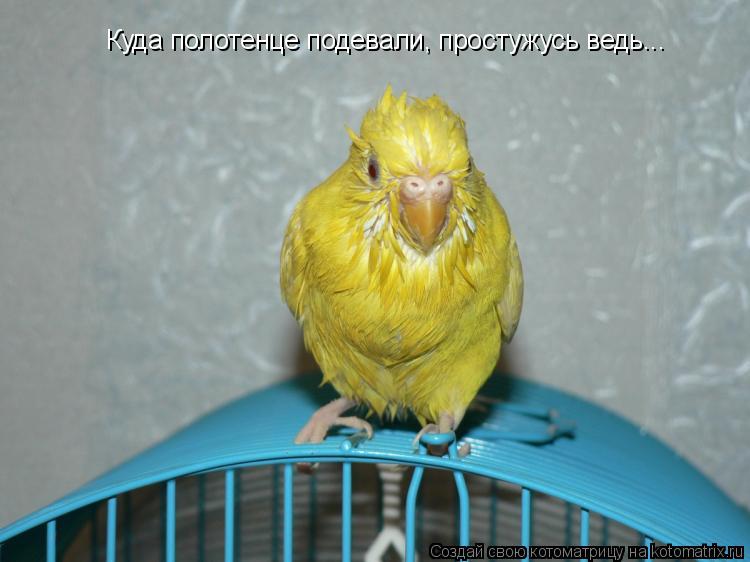 Куда полотенце подевали, простужусь ведь...... Котоматрица: Куда полотенце подевали, простужусь ведь...
