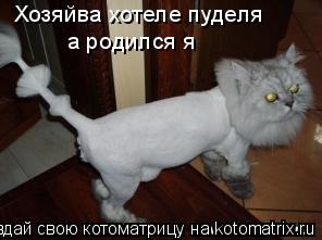 Хозяйва хотеле пуделя а родился я... Котоматрица: Хозяйва хотеле пуделя а родился я