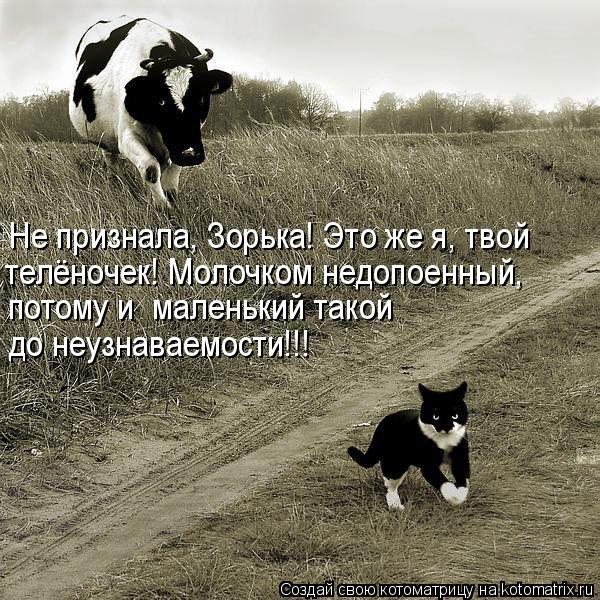 Котоматрица: Не признала, Зорька! Это же я, твой  телёночек! Молочком недопоенный,  потому и  маленький такой  до неузнаваемости!!!
