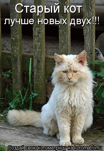 лучше новых двух!!! Старый кот... Котоматрица: лучше новых двух!!! Старый кот