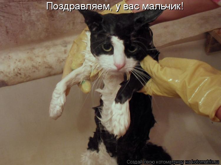 Котоматрица: Поздравляем, у вас мальчик!