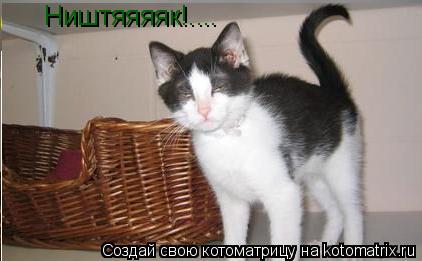 Котоматрица: Ништяяяяк!....