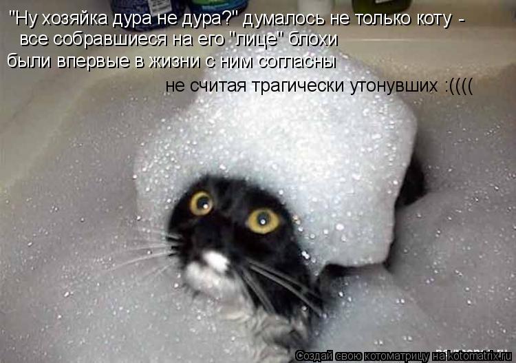 "Ну хозяйка дура не дура?" думалось не только коту - все собравшиеся на его "лице" блохи были впервы... Котоматрица: "Ну хозяйка дура не дура?" думалось не только коту - все собравшиеся на его "лице" блохи были впервые в жизни с ним согласны не считая трагиче