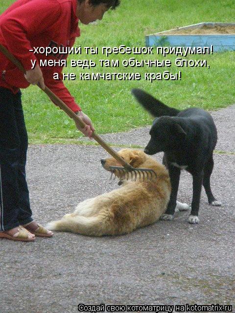 Котоматрица: -хороший ты гребешок придумал!  у меня ведь там обычные блохи,  а не камчатские крабы!