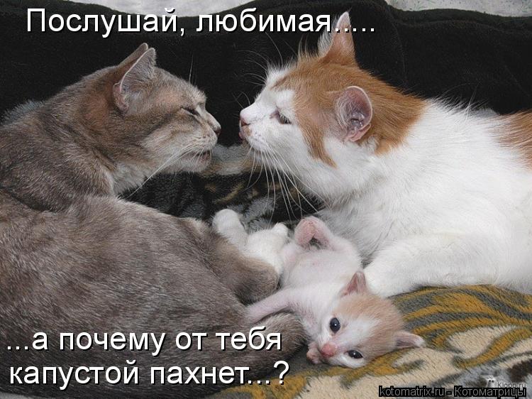 Котоматрица: Послушай, любимая..... ...а почему от тебя капустой пахнет...?