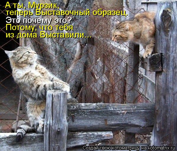 А ты, Мурзик, теперь Выставочный образец. Это почему это? Потому, что тебя из дома Выставили...... Котоматрица: А ты, Мурзик, теперь Выставочный образец. Это почему это? Потому, что тебя из дома Выставили...