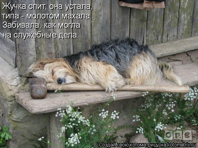 Жучка спит, она устала, типа - молотом махала. Забивала, как могла на служебные дела.... Котоматрица: Жучка спит, она устала, типа - молотом махала. Забивала, как могла на служебные дела.