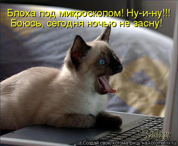 Блоха под микроскопом! Ну-и-ну!!! Боюсь, сегодня ночью не засну!... Котоматрица: Блоха под микроскопом! Ну-и-ну!!! Боюсь, сегодня ночью не засну!