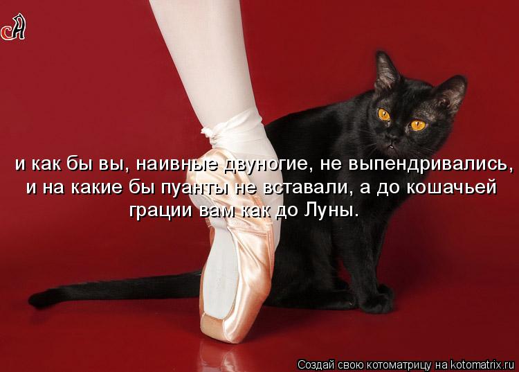 и как бы вы, наивные двуногие, не выпендривались, и на какие бы пуанты не вставали, а до кошачьей г... Котоматрица: и как бы вы, наивные двуногие, не выпендривались, и на какие бы пуанты не вставали, а до кошачьей грации вам как до Луны.