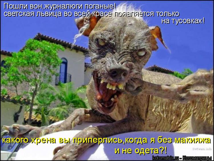 Пошли вон,журналюги поганые! светская львица во всей красе появляется только на тусовках! какого хре... Котоматрица: Пошли вон,журналюги поганые! светская львица во всей красе появляется только на тусовках! какого хрена вы приперлись,когда я без макияжа и