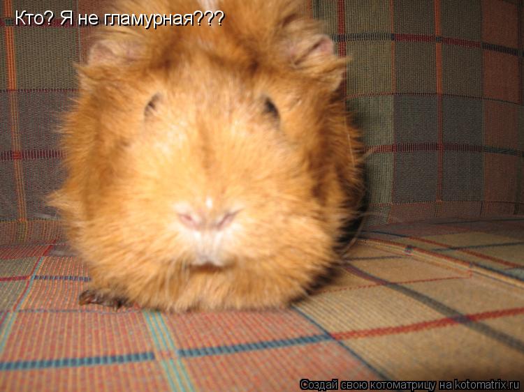 Кто? Я не гламурная???... Котоматрица: Кто? Я не гламурная???
