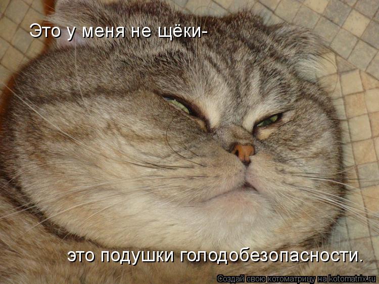 Это у меня не щёки- это подушки голодобезопасности.... Котоматрица: Это у меня не щёки- это подушки голодобезопасности.