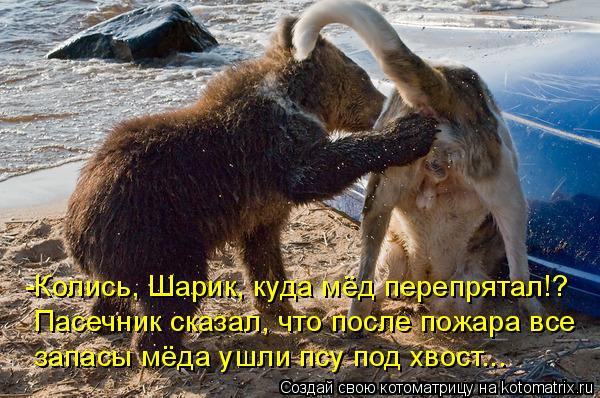-Колись, Шарик, куда мёд перепрятал!? Пасечник сказал, что после пожара все запасы мёда ушли псу под ... Котоматрица: -Колись, Шарик, куда мёд перепрятал!? Пасечник сказал, что после пожара все запасы мёда ушли псу под хвост...
