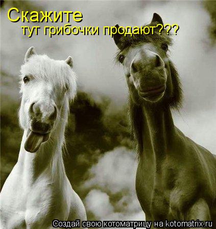Скажите тут грибочки продают???... Котоматрица: Скажите тут грибочки продают???