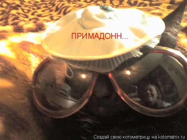 ПРИМАДОНН...... Котоматрица: ПРИМАДОНН...