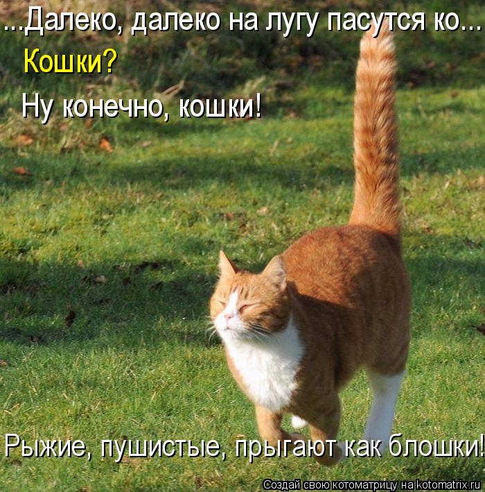 ...Далеко, далеко на лугу пасутся ко... Кошки? Ну конечно, кошки! Рыжие, пушистые, прыгают как блошки... Котоматрица: ...Далеко, далеко на лугу пасутся ко... Кошки? Ну конечно, кошки! Рыжие, пушистые, прыгают как блошки!
