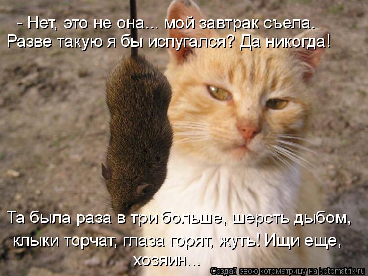 - Нет, это не она... мой завтрак съела. Разве такую я бы испугался? Да никогда! Та была раза в три б... Котоматрица: - Нет, это не она... мой завтрак съела. Разве такую я бы испугался? Да никогда! Та была раза в три больше, шерсть дыбом, клыки торчат, глаза горя