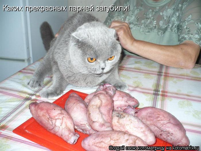 Каких прекрасных парней загубили!... Котоматрица: Каких прекрасных парней загубили!