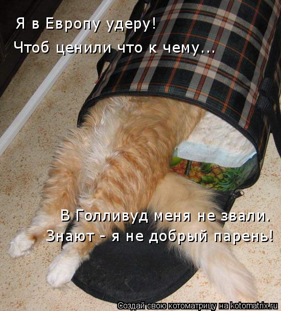 Я в Европу удеру! Чтоб ценили что к чему... В Голливуд меня не звали. Знают - я не добрый парень!... Котоматрица: Я в Европу удеру! Чтоб ценили что к чему... В Голливуд меня не звали. Знают - я не добрый парень!