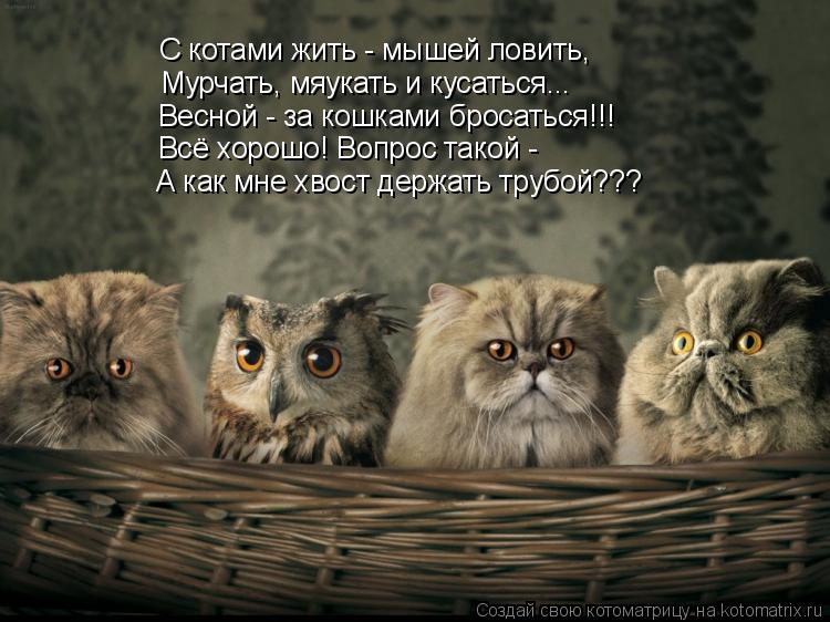 С котами жить - мышей ловить, Мурчать, мяукать и кусаться... Весной - за кошками бросаться!!! Всё хор... Котоматрица: С котами жить - мышей ловить, Мурчать, мяукать и кусаться... Весной - за кошками бросаться!!! Всё хорошо! Вопрос такой - А как мне хвост держать т