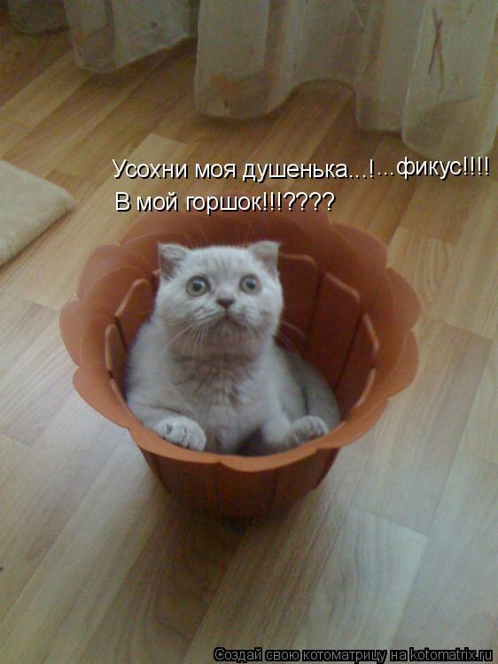 Усохни моя душенька...! ...фикус!!!! В мой горшок!!!????... Котоматрица: Усохни моя душенька...! ...фикус!!!! В мой горшок!!!????