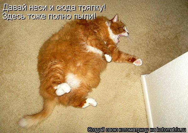 Давай неси и сюда тряпку! Здесь тоже полно пыли!... Котоматрица: Давай неси и сюда тряпку! Здесь тоже полно пыли!