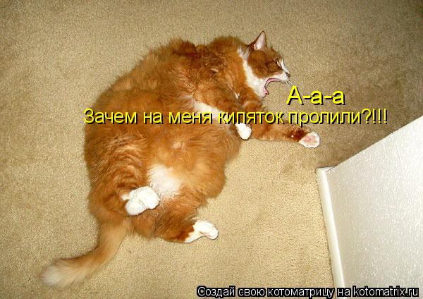 А-а-а Зачем на меня кипяток пролили?!!!... Котоматрица: А-а-а Зачем на меня кипяток пролили?!!!