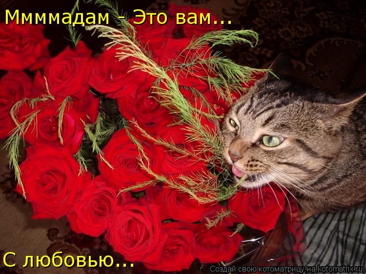 Ммммадам - Это вам... С любовью...... Котоматрица: Ммммадам - Это вам... С любовью...