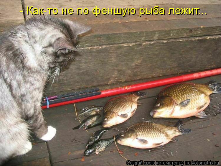 Котоматрица: - Как-то не по феншую рыба лежит...