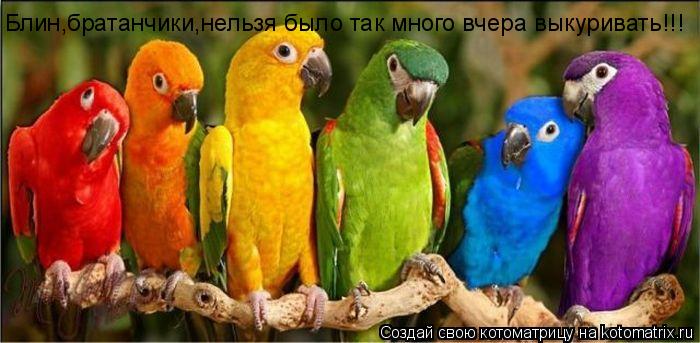 Блин,братанчики,нельзя было так много вчера выкуривать!!!... Котоматрица: Блин,братанчики,нельзя было так много вчера выкуривать!!!
