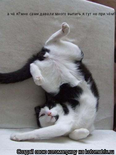 а чё я?мне сами давали много выпить,я тут не при чём!!!... Котоматрица: а чё я?мне сами давали много выпить,я тут не при чём!!!