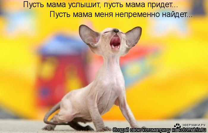 Пусть мама услышит, пусть мама придет... Пусть мама меня непременно найдет...... Котоматрица: Пусть мама услышит, пусть мама придет... Пусть мама меня непременно найдет...