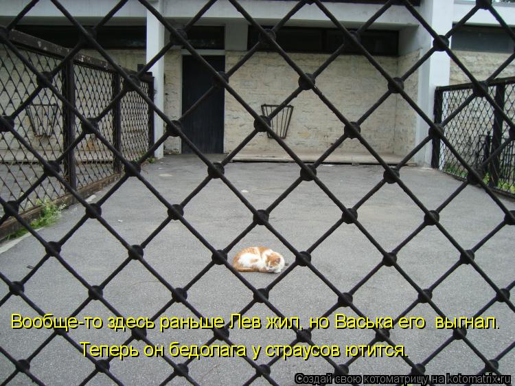 Вообще-то здесь раньше Лев жил, но Васька его выгнал. Теперь он бедолага у страусов ютится.... Котоматрица: Вообще-то здесь раньше Лев жил, но Васька его выгнал. Теперь он бедолага у страусов ютится.