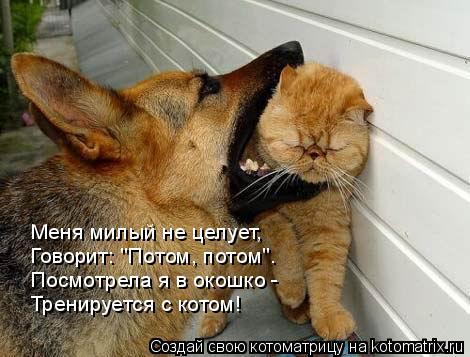 Меня милый не целует, Говорит: "Потом, потом". Посмотрела я в окошко - Тренируется с котом!... Котоматрица: Меня милый не целует, Говорит: "Потом, потом". Посмотрела я в окошко - Тренируется с котом!