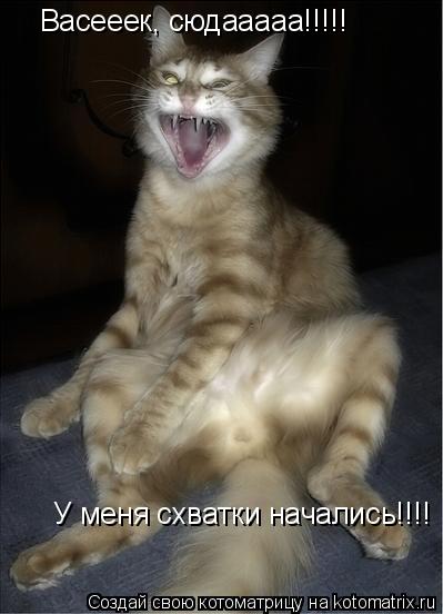 Васееек, сюдааааа!!!!! У меня схватки начались!!!!... Котоматрица: Васееек, сюдааааа!!!!! У меня схватки начались!!!!